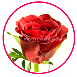 Роза красная (Кения) 50 см